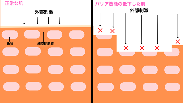 バリア機能の図