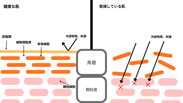 乾燥肌とバリア機能